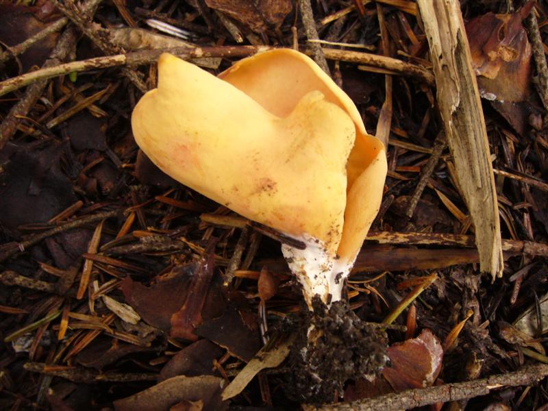 Otidea abietina?